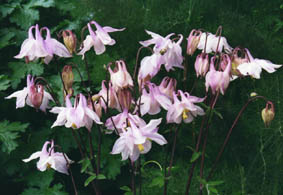 Aquilegia vulgaris anemonaeflora